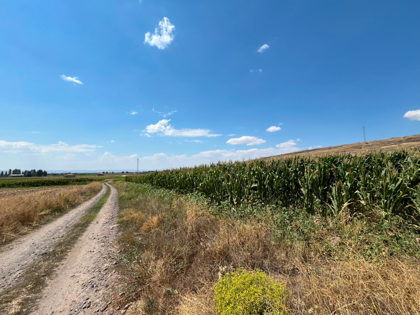 KAYSERİ DEVELİ GAZİKÖY MAHALLESİNDE SATILIK TARLA